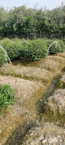 冠幅150厘米茶梅球