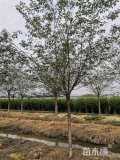 11公分高杆樱花