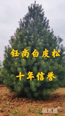 原生苗白皮松