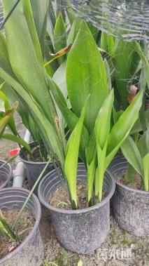 高度30厘米一叶兰