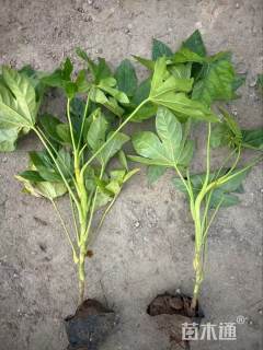 高度35厘米八角金盘