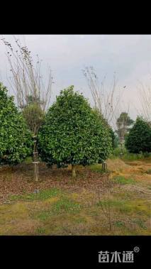 冠幅250厘米茶花球