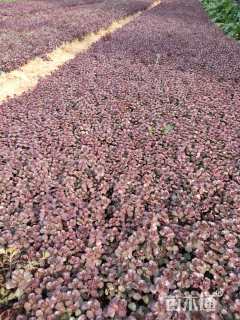 高度15厘米红景天