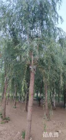 18公分青皮垂柳