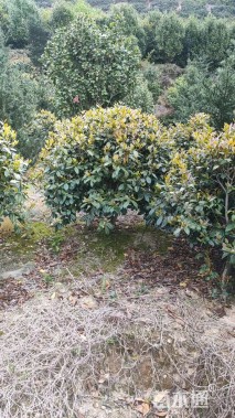 冠幅120厘米茶花球