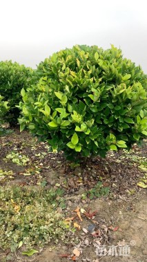 冠幅120厘米金森女贞球