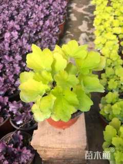 高度20厘米矾根