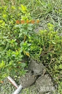 冠幅30厘米春鹃球