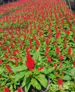 高度50厘米火炬