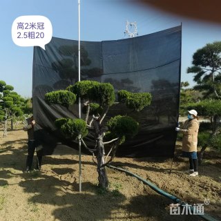 20公分造型龙柏