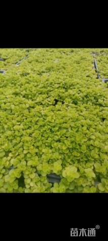 高度10厘米过路黄