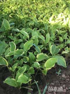 高度20厘米金边玉簪