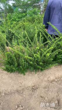 高度50厘米矮紫杉