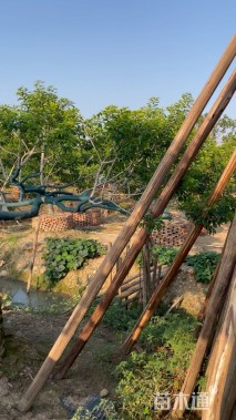 20公分红果冬青