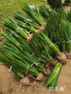 高度40厘米丝兰