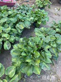 高度20厘米玉簪