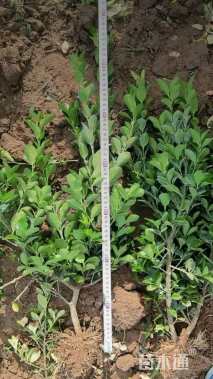 高度66厘米大叶黄杨小苗