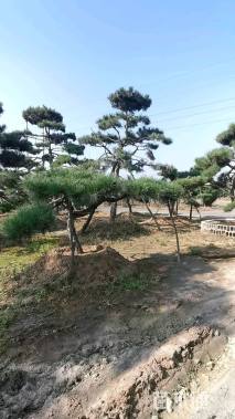 15公分造型黑松