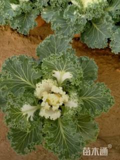 高度15厘米羽衣甘蓝