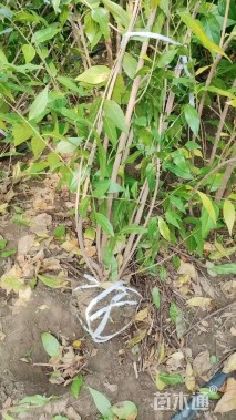 高度250厘米丛生蜡梅