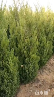 高度140厘米蜀桧