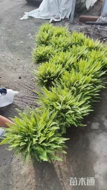 高度30厘米波斯顿蕨