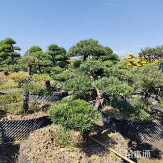 移栽苗造型罗汉松