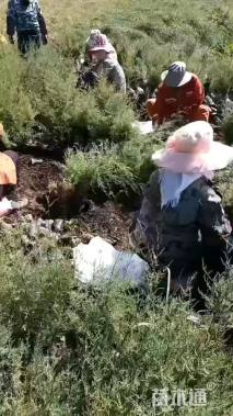 高度40厘米柠条