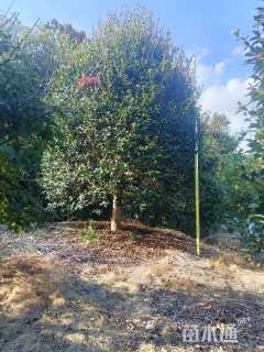 高度300厘米茶梅