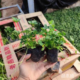 高度18厘米蛇莓