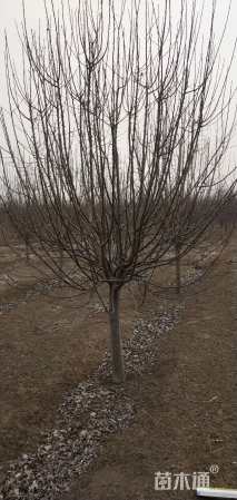 11公分绚丽海棠