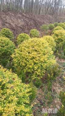 冠幅50厘米亮晶女贞球