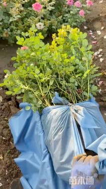 高度60厘米丰花月季