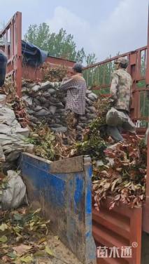 高度60厘米红叶石楠小苗