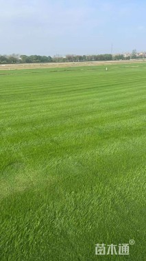 草卷状四季青草坪