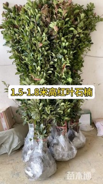 1公分红叶石楠