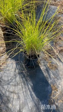 高度40厘米羽绒狼尾草