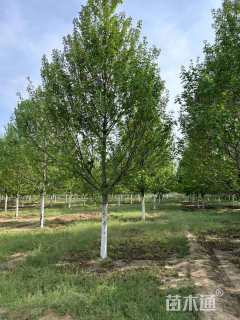 15公分美国红枫-红冠