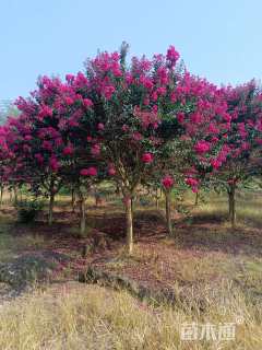 8公分美国紫薇