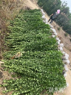 高度1.5厘米北海道黄杨