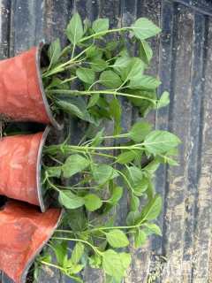 高度25厘米马缨丹