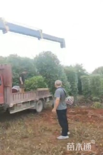 高度300厘米红叶石楠柱