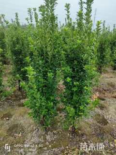 高度180厘米大叶黄杨柱