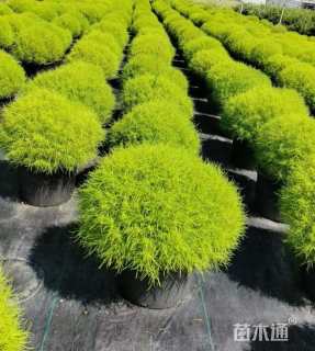 高度60厘米地肤