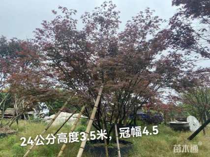 高度450厘米丛生红枫