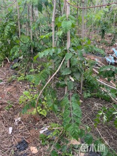 180厘米美国凌霄