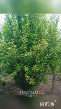 高度300厘米丛生木槿