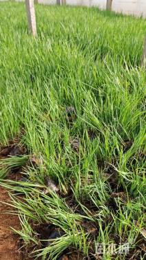 高度40厘米马莲