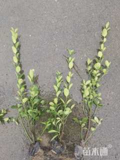 高度50厘米大叶黄杨小苗