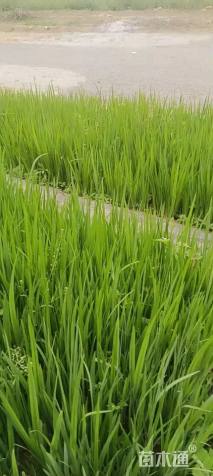 高度40厘米黄菖蒲